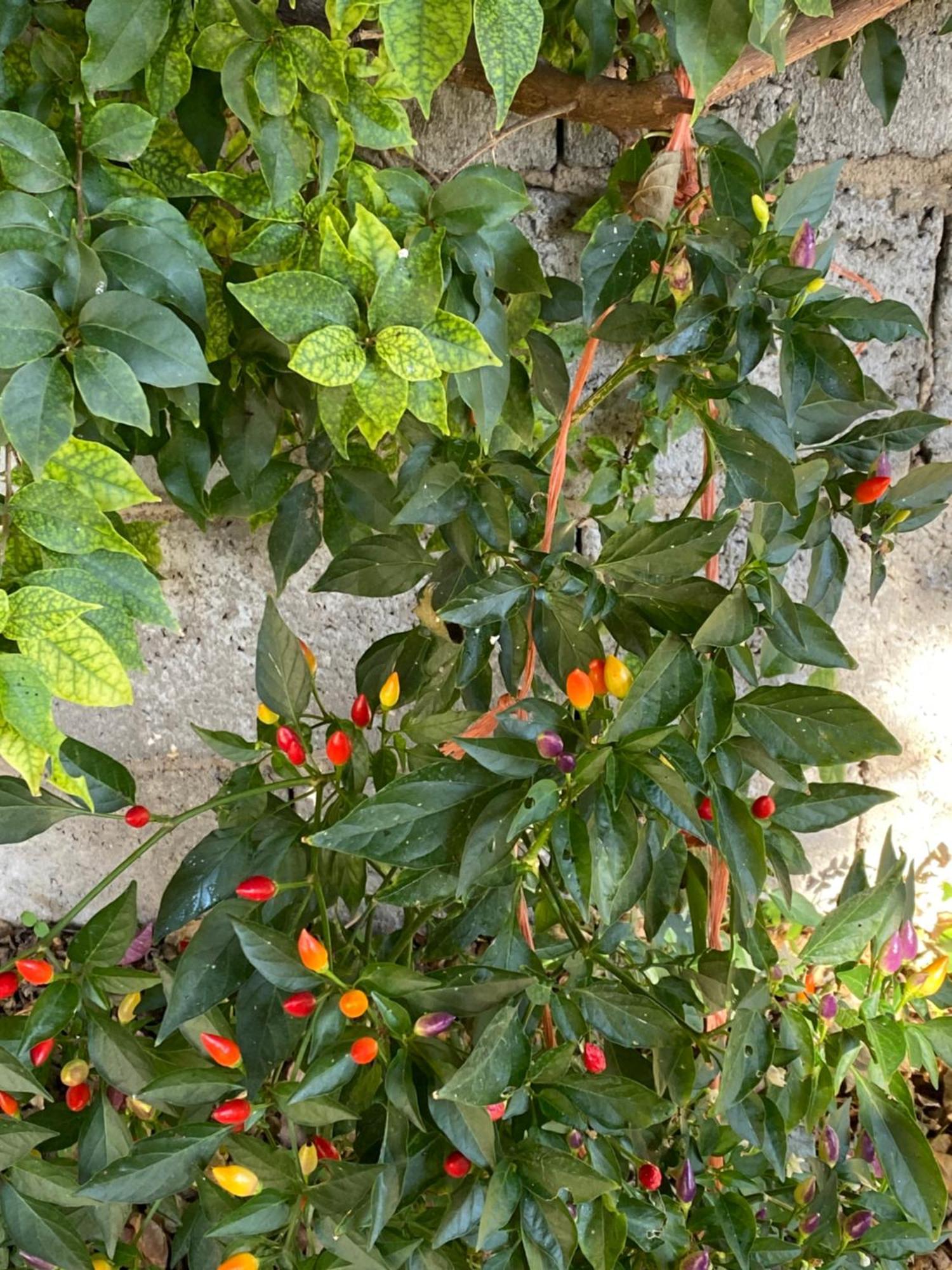 L'Incognita Bed & Breakfast San Nicolo d'Arcidano Eksteriør bilde